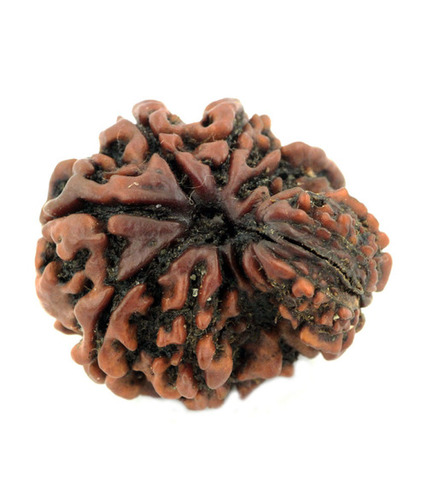 11 Mukhi Garbh-Gauri Rudraksha Seeds Online
