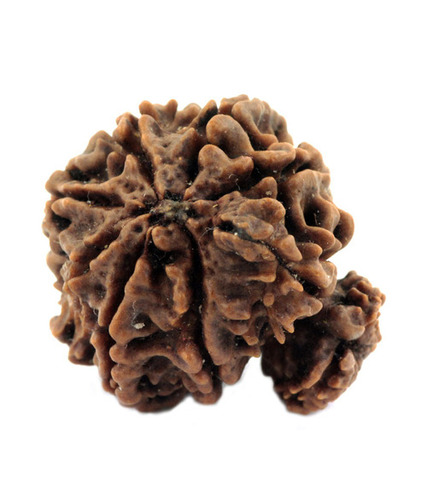 12 Mukhi Holy Garbh Gauri Rudraksha