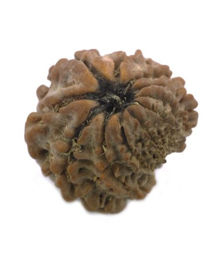 11 Face Gyarah Mukhi Certified Rudraksha From Nepal
