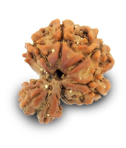 11 Mukhi Garbh-Gauri Rudraksh In NCR