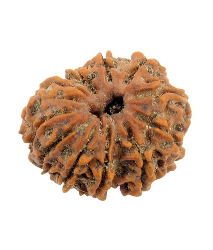 Natural Eleven Faced IGL Certified (Gyarah Mukhi) Rudraksha Bead