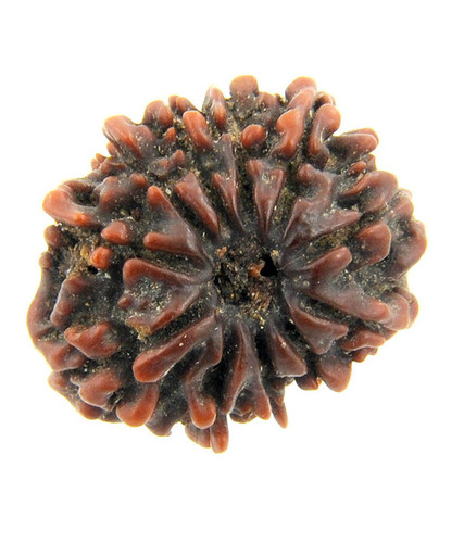 Eleven Mukhi Igl X-ray Certified Rudraksha Bead