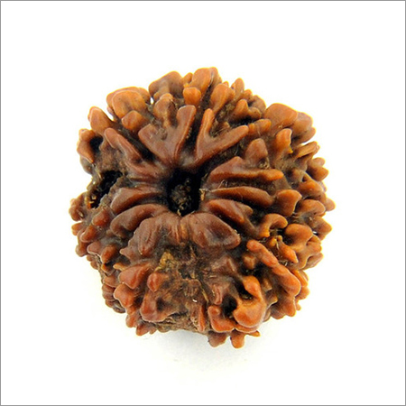 11 Face Gyarah Mukhi Certified Rudraksha From Nepal-21MM 