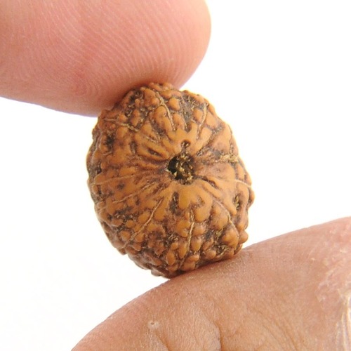 IGL Certified Gyarah Mukhi Rudraksha Beads from Java- 16MM