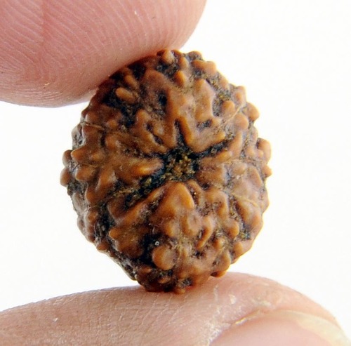 IGL Certified Gyarah Mukhi Rudraksha Beads from Java- 14MM