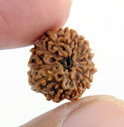IGL Certified Gyarah Mukhi Rudraksha Beads from Java- 14MM