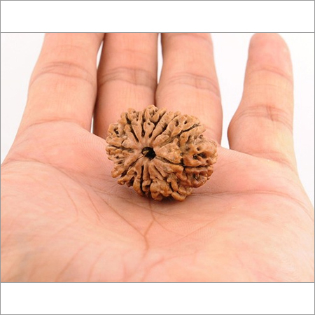 Certified Gyarah Mukhi Rudraksha Beads - 27MM
