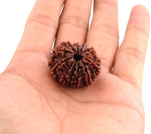 28MM - Eleven Faced Natural Rudraksha Beads from Nepal 