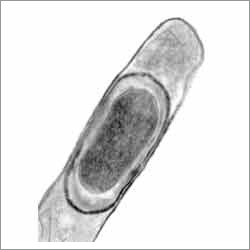 Bacillus Licheniformis