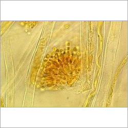 Aspergillus Oryzae