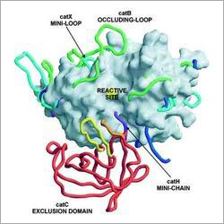 Papain Enzyme