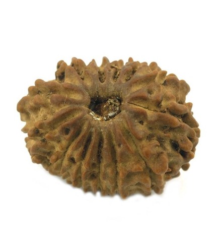 Thirteen Mukhi Rudraksha 