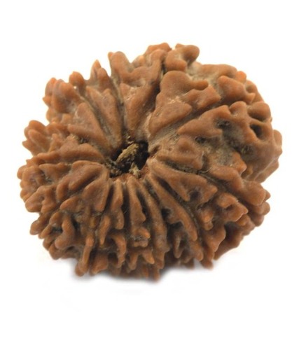 Certified Thirteen Mukhi Rudraksha In Delhi