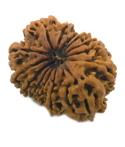14 Mukhi Rudraksh Natural Bead In Delhi
