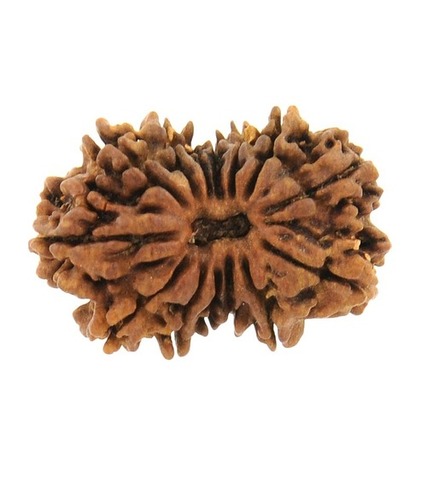 Natural ISO Certified 14 Mukhi Rudraksh