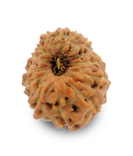 Certified 14 Mukhi Rudraksh In Bangalore