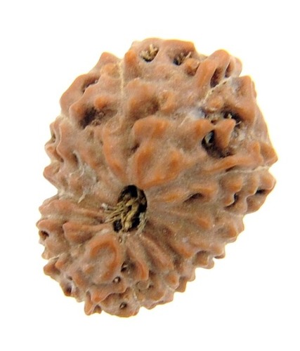 15MM - IGL Certified 14 Mukhi Java Rudraksha Bead