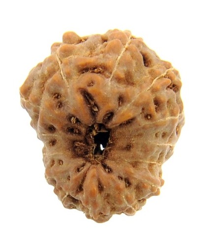 15MM - IGL Certified 14 Mukhi Java Rudraksha Bead