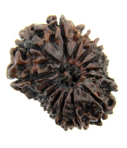 Certified Fourteen Mukhi Nepali Rudraksha Bead