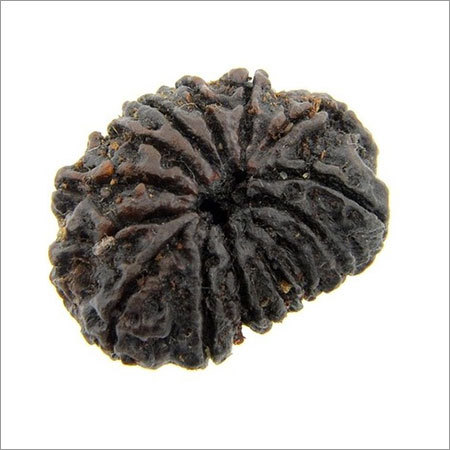 Certified 14 Mukhi Nepali Rudraksha Bead In Pune