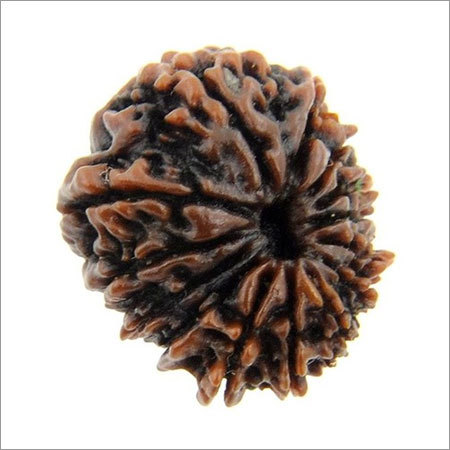 IGL Certified 14 Mukhi Nepali Rudraksha Bead