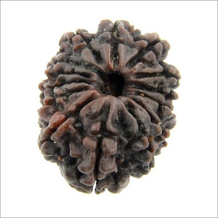 25 MM IGL Certified 14 Mukhi Rudraksha Bead