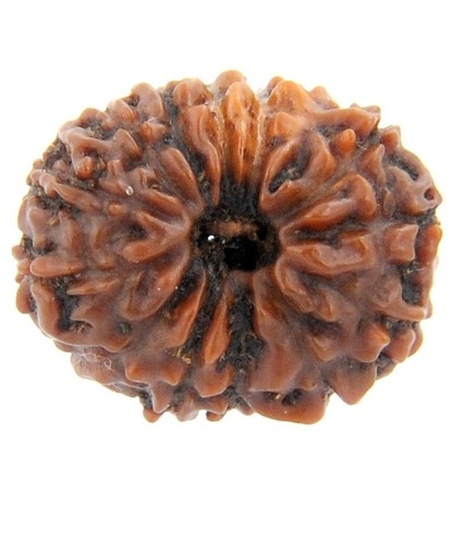 Thirteen Mukhi Faced Rudraksha Bead In India