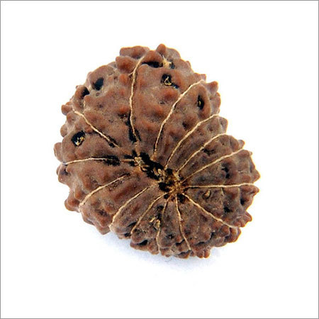 14 Mukhi Holy Java Rudraksha