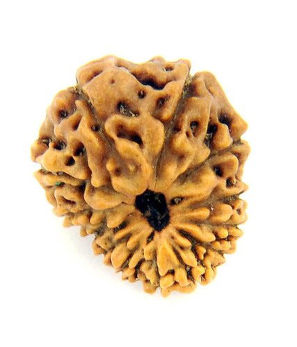 IGL Certified Thirteen Mukhi Faced Rudraksha Bead- 17MM