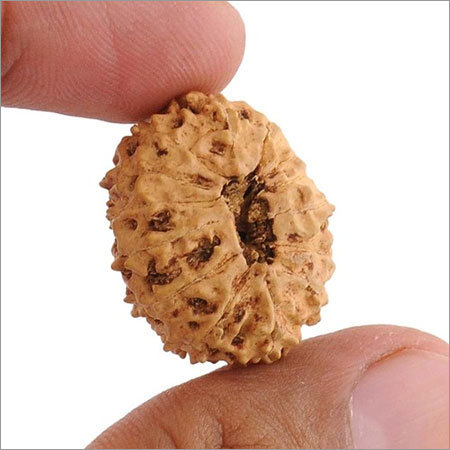 14 Mukhi Holy Rudraksha from Java