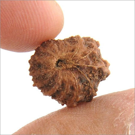 Most Precious 14 Mukhi Holy Java Rudraksha
