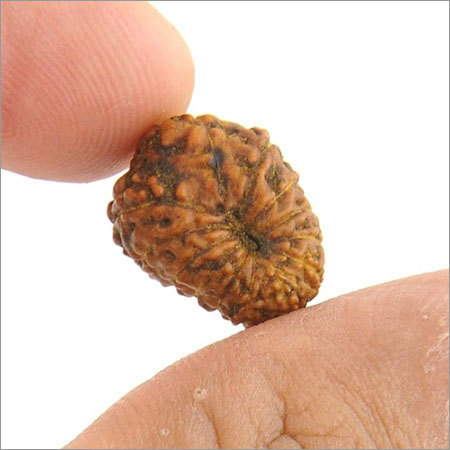 13 Mukhi Rudraksha Bead From Java In Mumbai