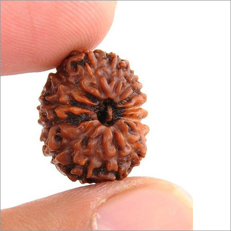 14 Mukhi Holy Nepalese Rudraksha
