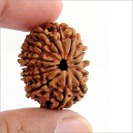 14 Mukhi Holy Nepalese Rudraksha In India