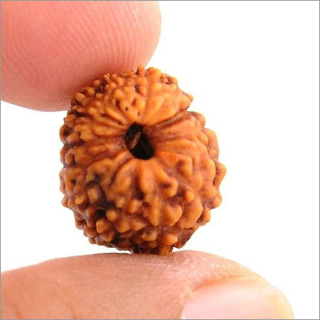 Natural 14 Mukhi Certified Java Rudraksha -16MM