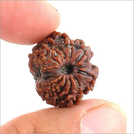 Natural 14 Mukhi IGL Certified Nepali Rudraksha