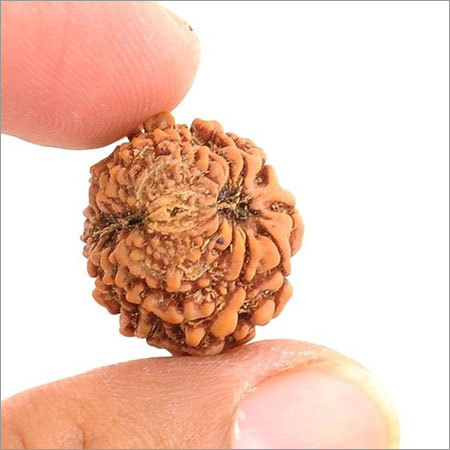 13 Faced Rudraksha Blessed by Goddess Mahalakshmi in Mumbai