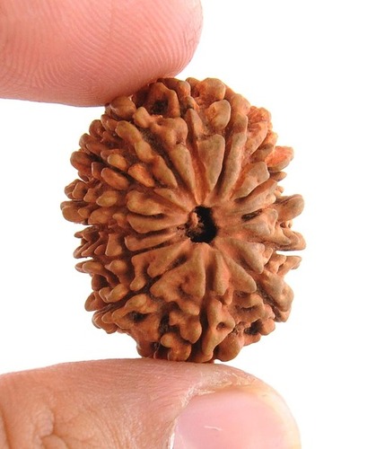 15.25 Ct Natural 14 Mukhi Certified Nepali Rudraksha