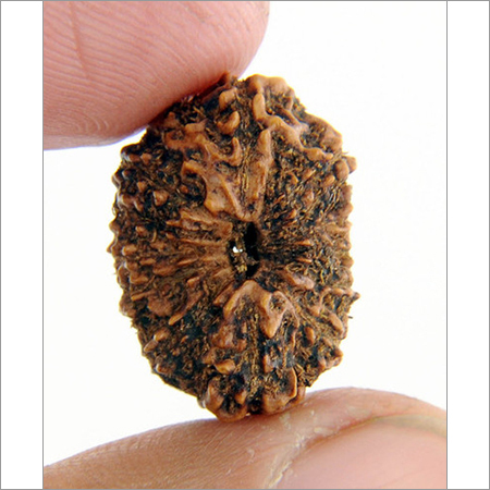 13 Faced Rudraksha Removes all Kind of Diseases - 20MM