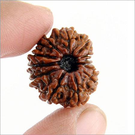 Thirteen Faced 20MM Rudraksha Beads Use for Attraction
