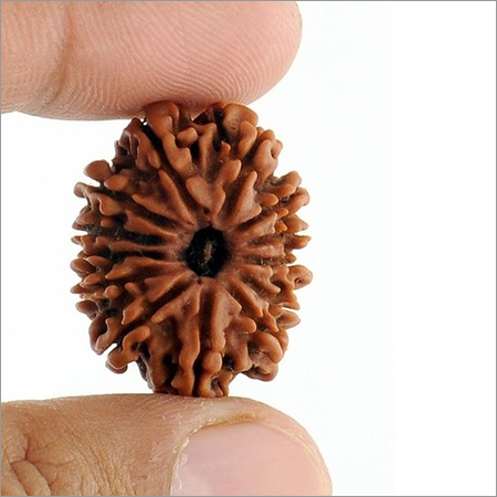 13 Mukhi Energised Rudraksha Seed from Nepal