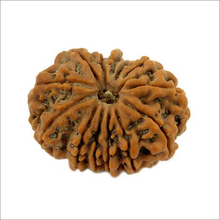 Natural 13 Mukhi Holy Rudraksha Seeds In NCR