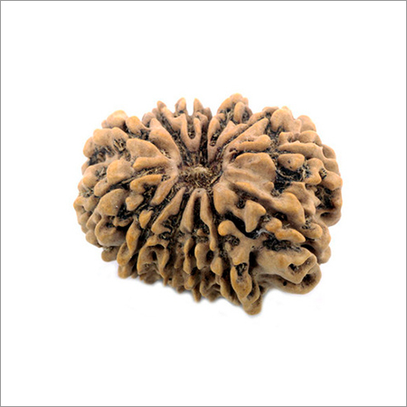 13 Mukhi Natural Rudraksha Beads at Wholesale Price