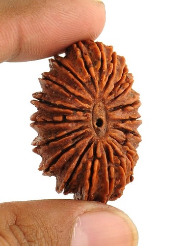 Brahma Swarupa 20 Mukhi Holy Rudraksha In Patna