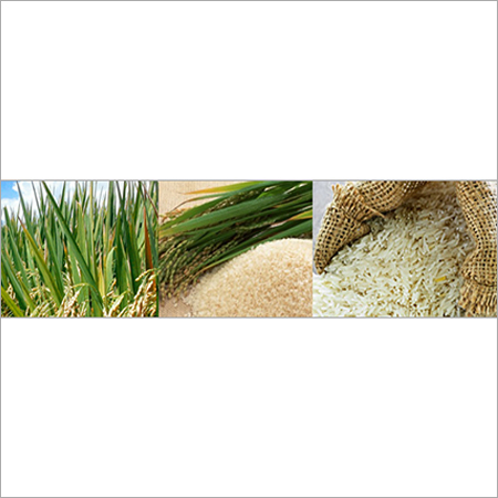 Organic Rice