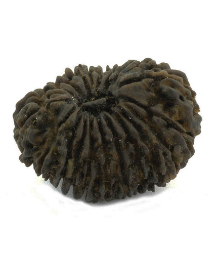 21 Mukhi Holy Rudraksha Seeds