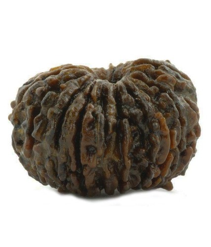 Nepali 21 Mukhi Rudraksha Seed at Wholesale Price