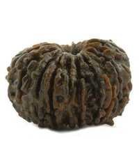 Nepali 21 Mukhi Rudraksha Seed - Natural Irregular Shape, Seed | Spiritual, Wealth, Protection, Healing