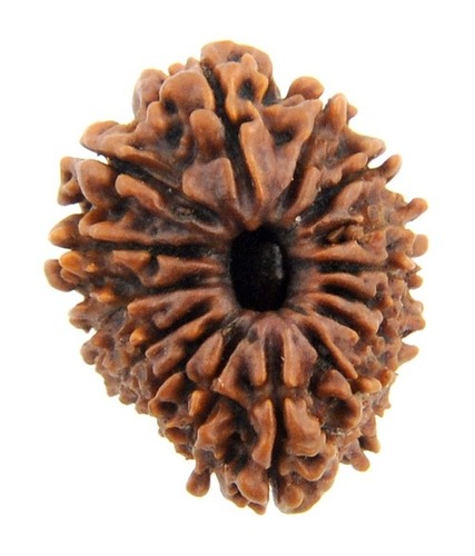 Certified Fifteen Mukhi Nepali Rudraksha In Delhi