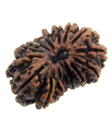 Natural IGL Certified Fifteen Mukhi Rudraksha Bead